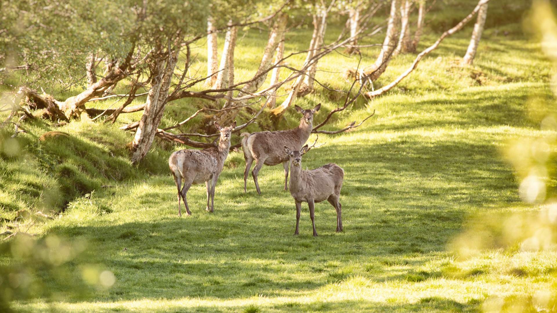 DALPRO-Barn-Hjort-Sommer-23