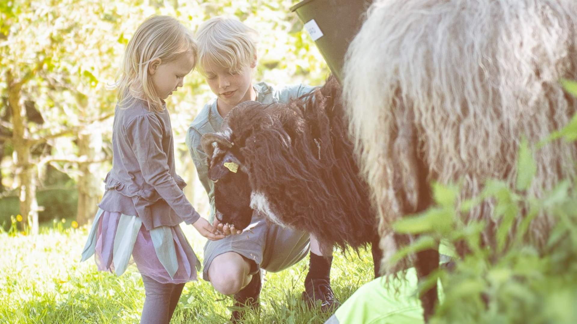 DALPRO-Barn-Hjort-Sommer-39-kvadrat