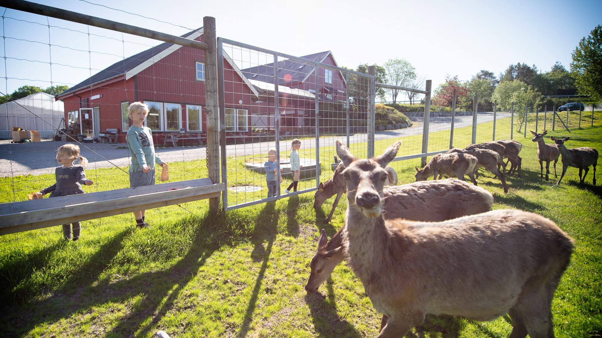 DALPRO-Barn-Hjort-Sommer-8