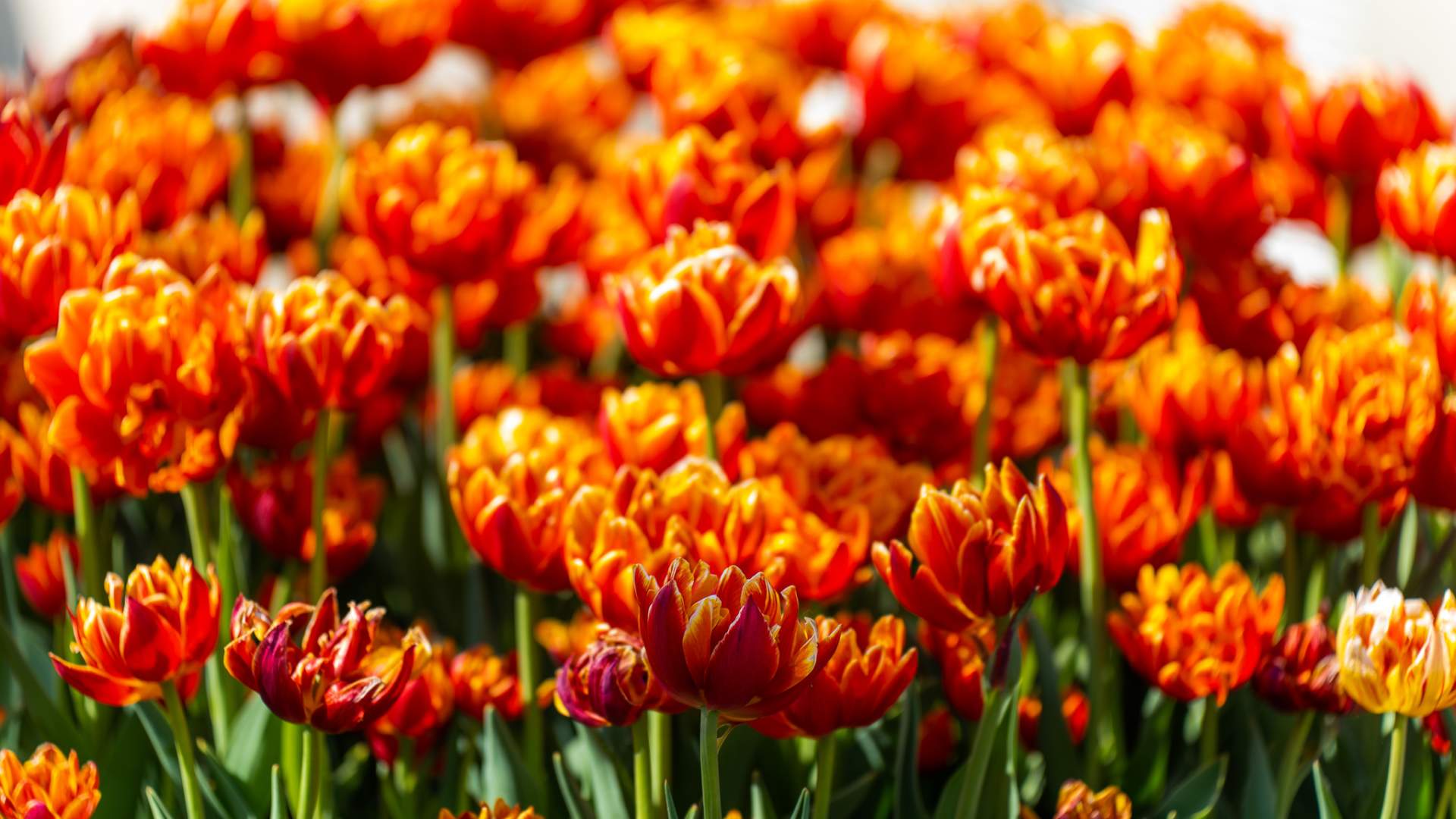 Sentrum blomster Mysen