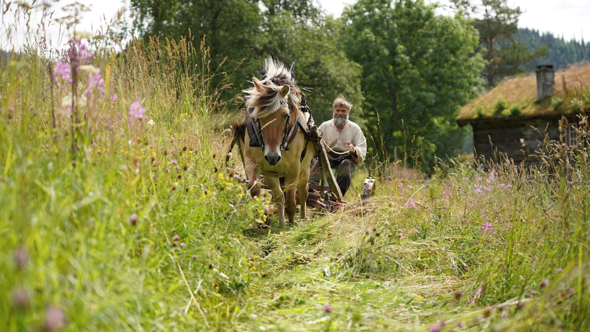 Slått med hest i Eidsborg