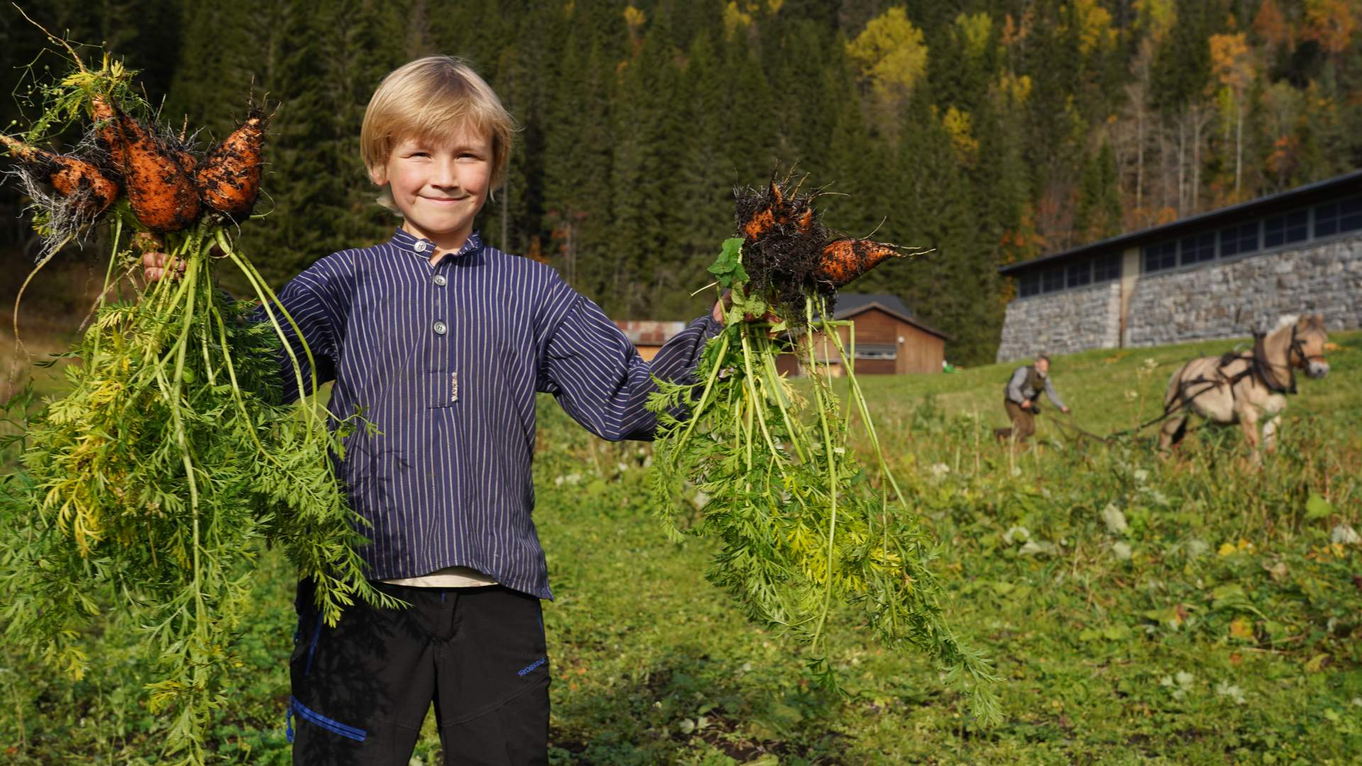 Årets avling museumsbøndane