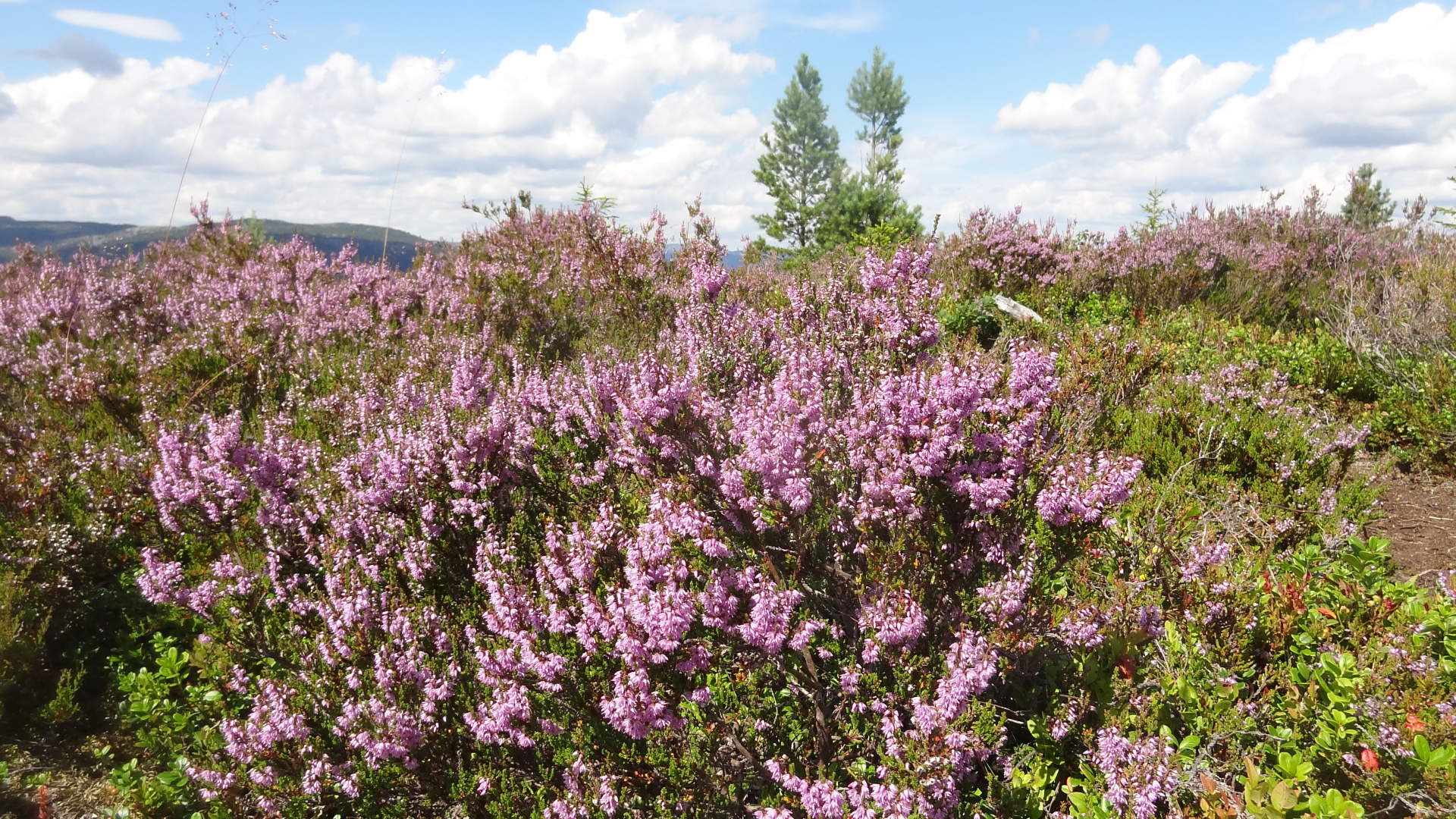 Vakre lyngheier