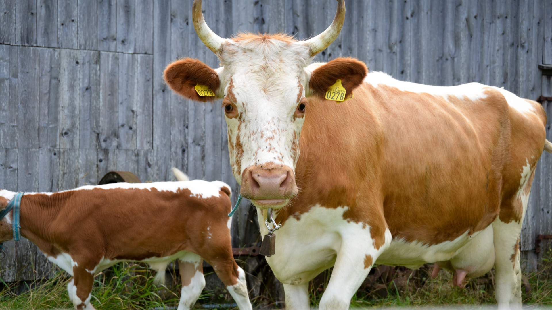 Birkenes Bygdemuseum