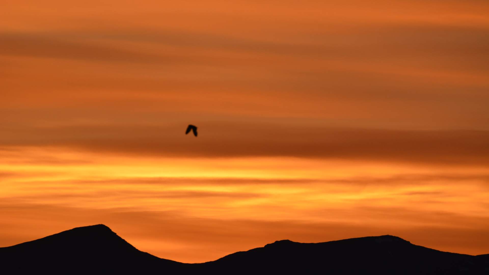 Discover_Nature_Norway-DSC_0272 jordugle -foto-Morten_Liebe