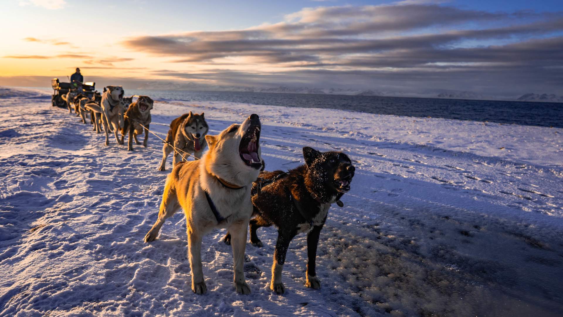 Dogsandtheocean by Jan Hvizdal (3)