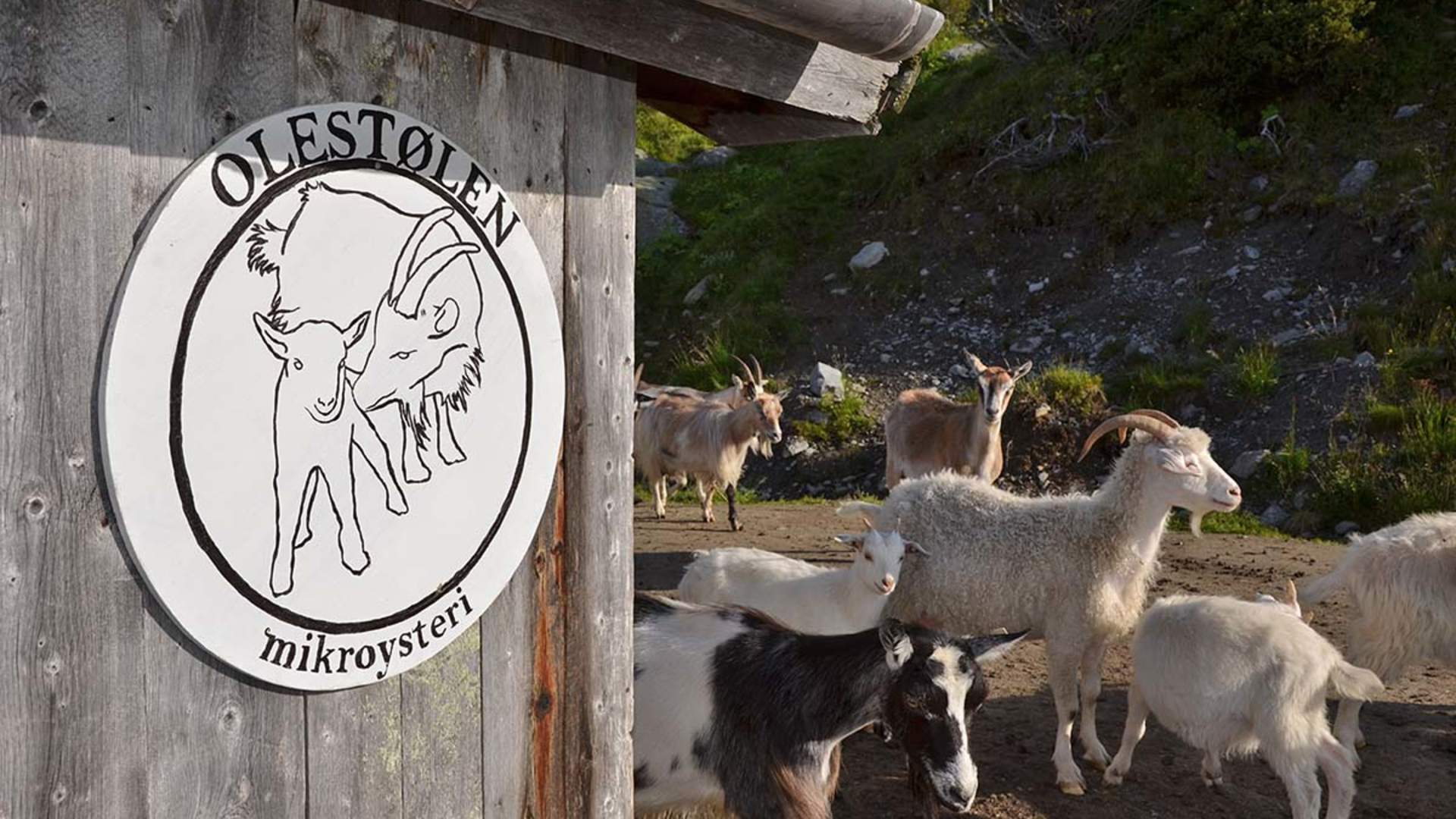 Olestølen Mikroysteri