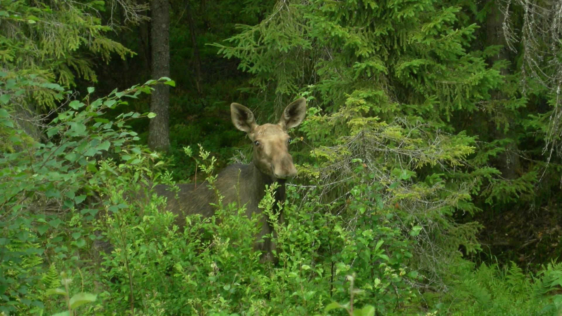 Elgsafari med Finnskogen Adventures