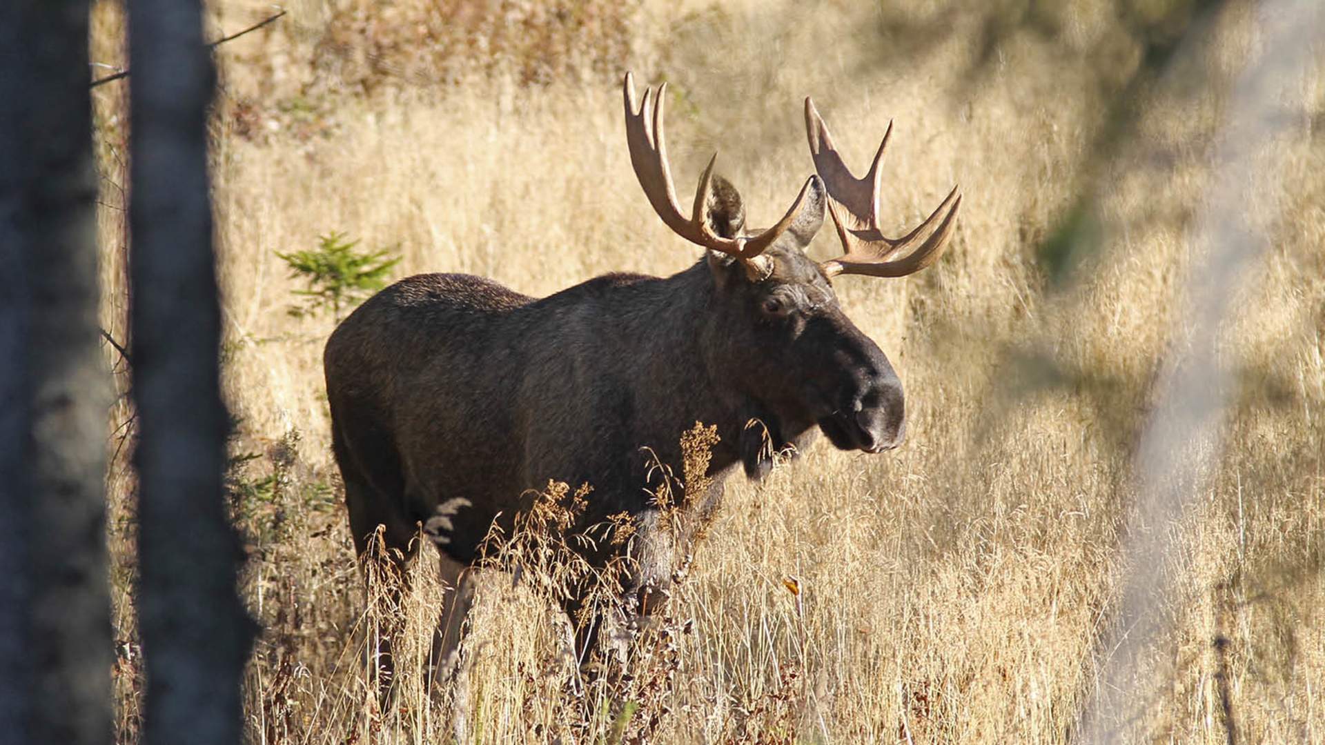 Elgsafari-Jørgen Skaug