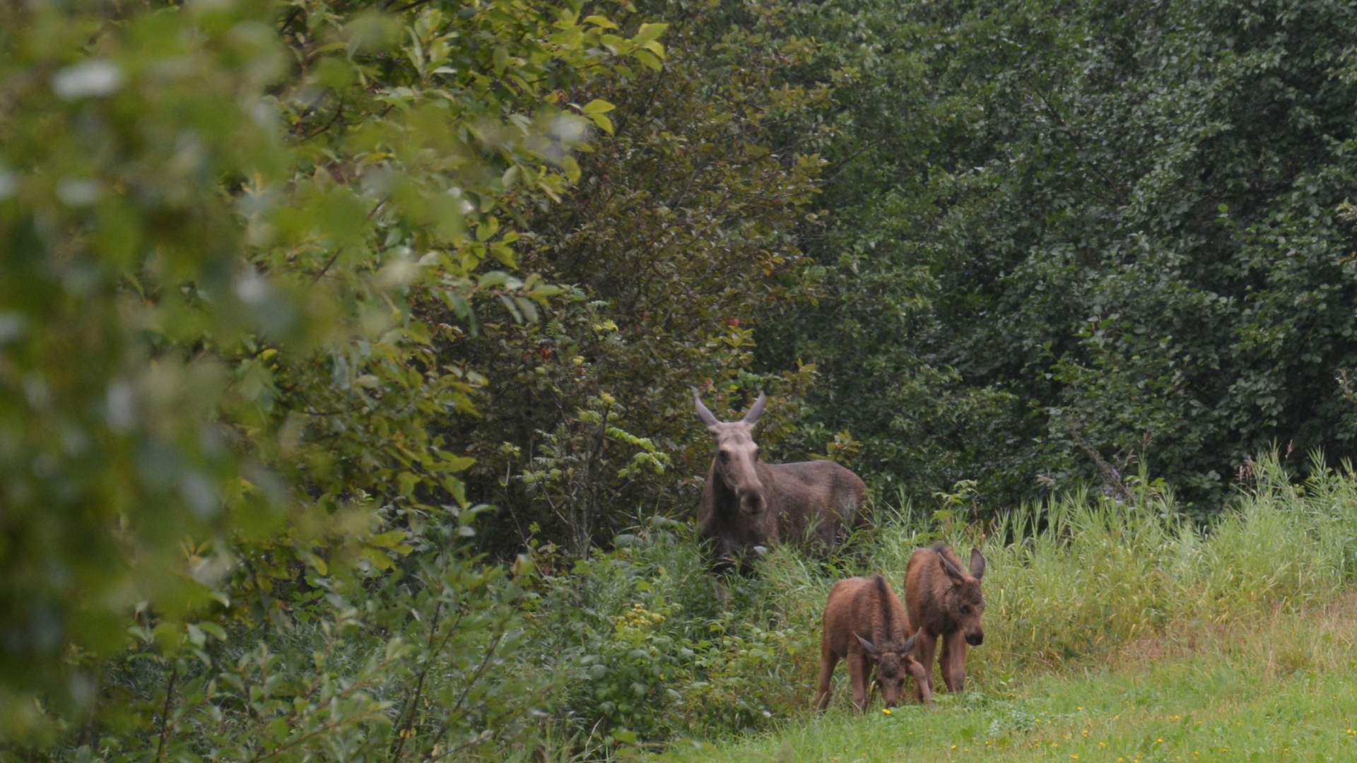 Elku m tvillingkalver