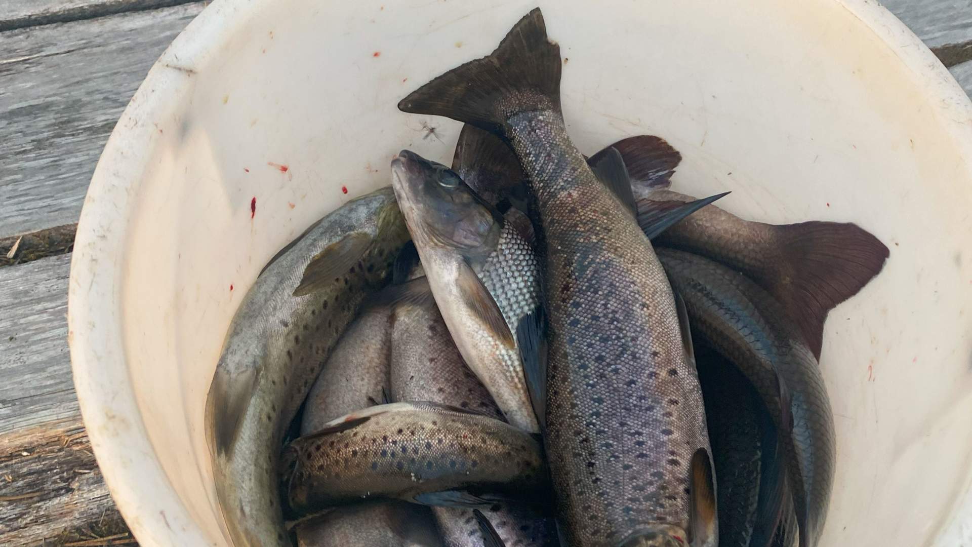 Fiskefangst fra brygga