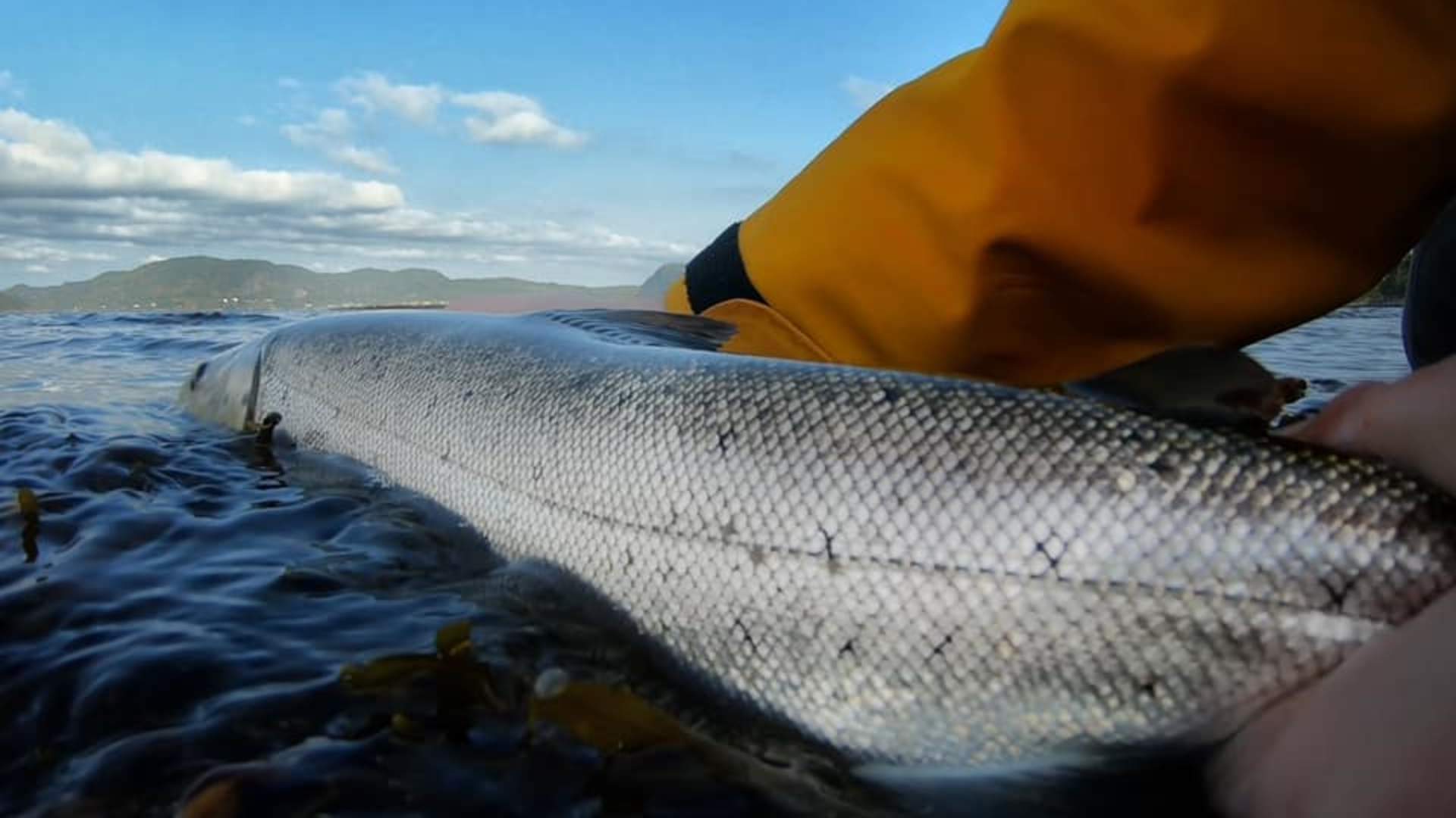 Fiskejegeren sjøørret