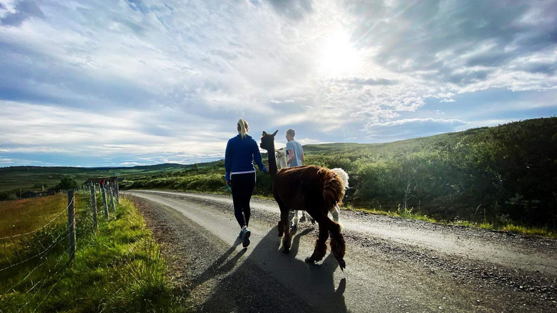 Fjellgla-alpakka-ål-i-hallingdal2
