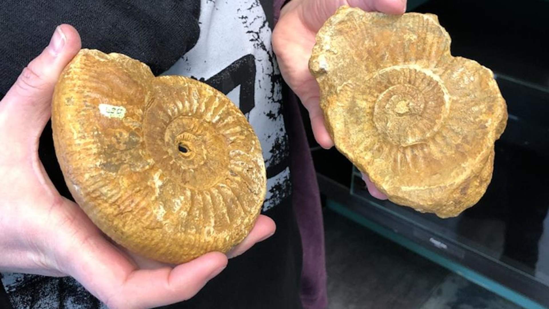 Fossil Geologimuseet