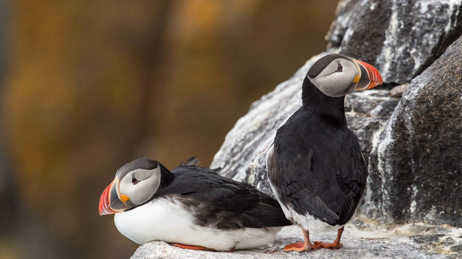 Frede Lamo_FLA7047 glanset papir