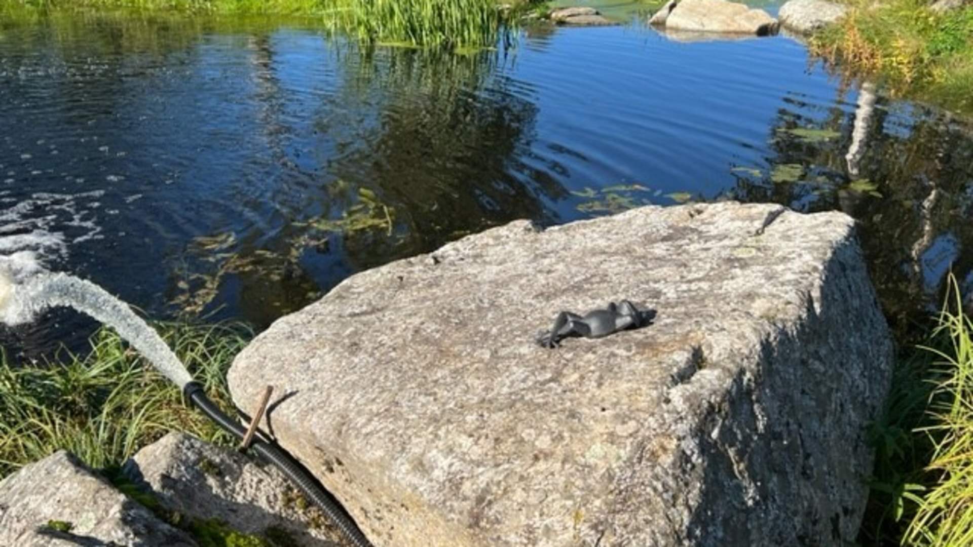 Frosk på Hagastua