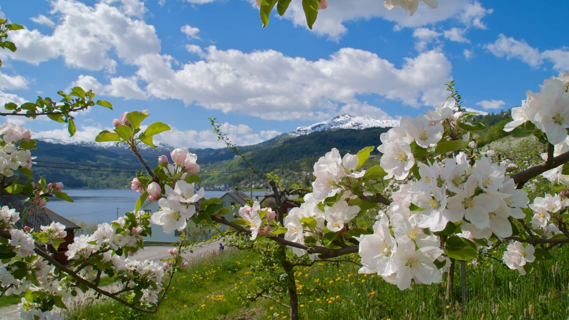 Fruit blossoming in Hardangerfjord _