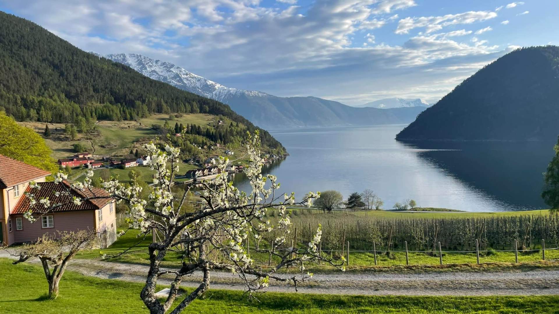 Fruktblomstring Amble Gard