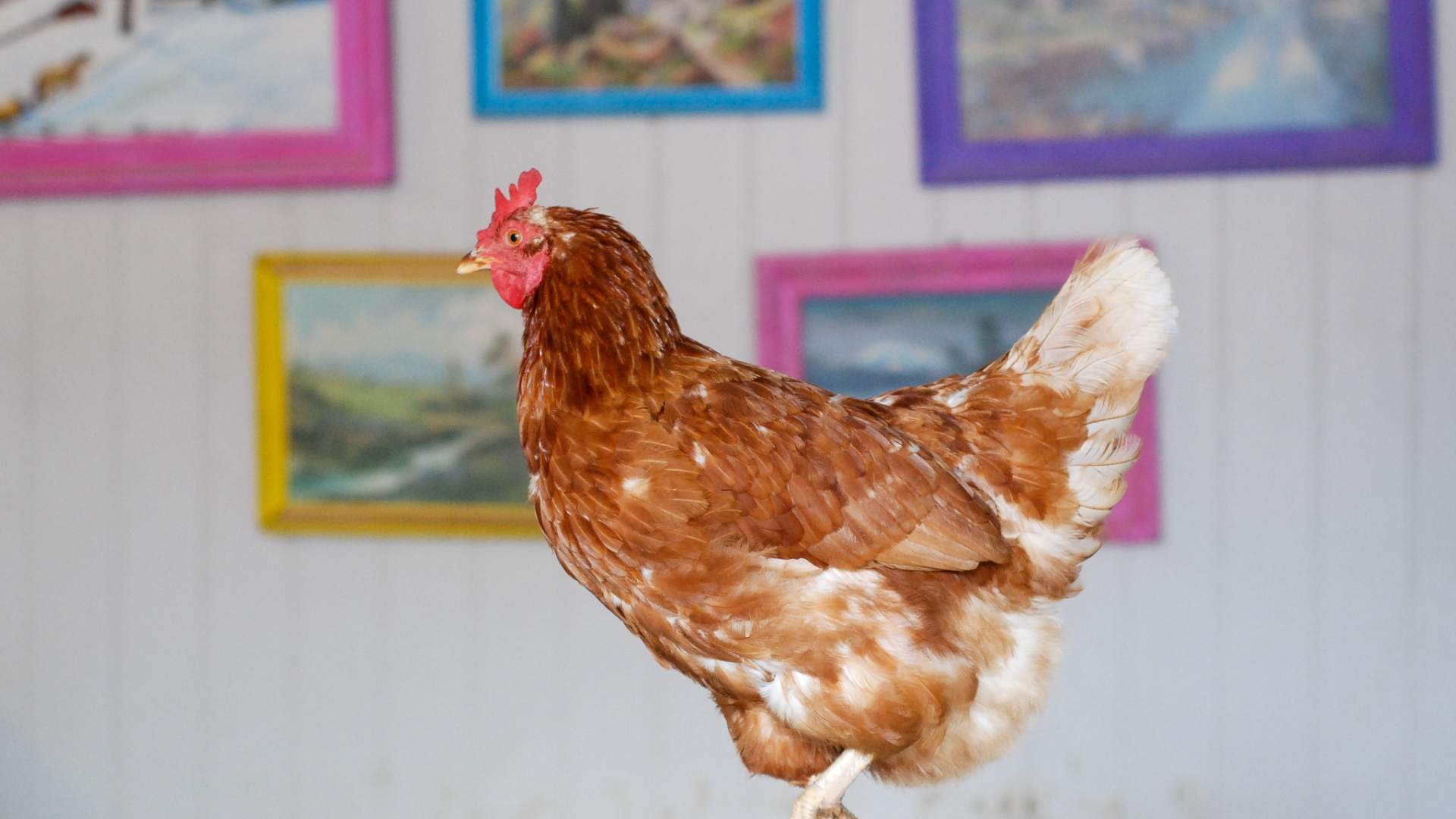 Funny Farm - WEB-04