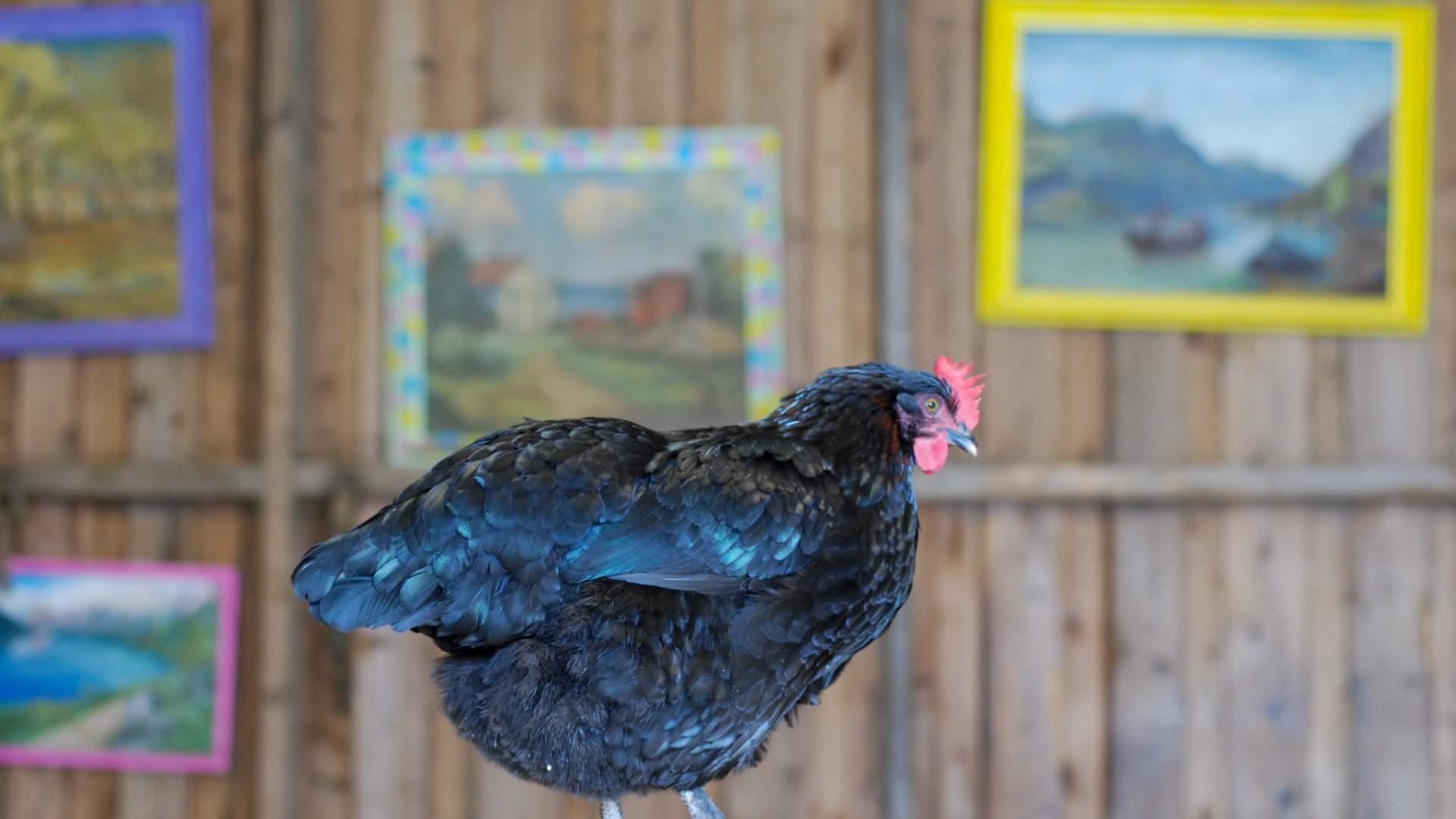 Funny Farm - WEB-12