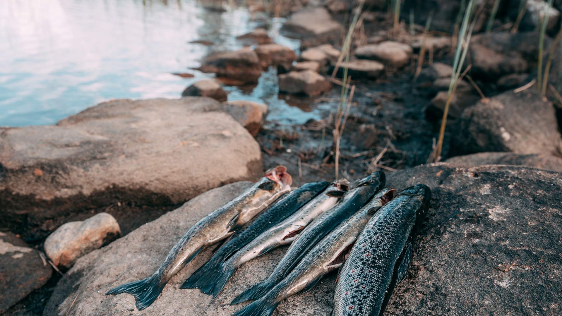 Fyresdal_Sommer_explorewithjohan_Fiskebustøylen.13_1500x1000