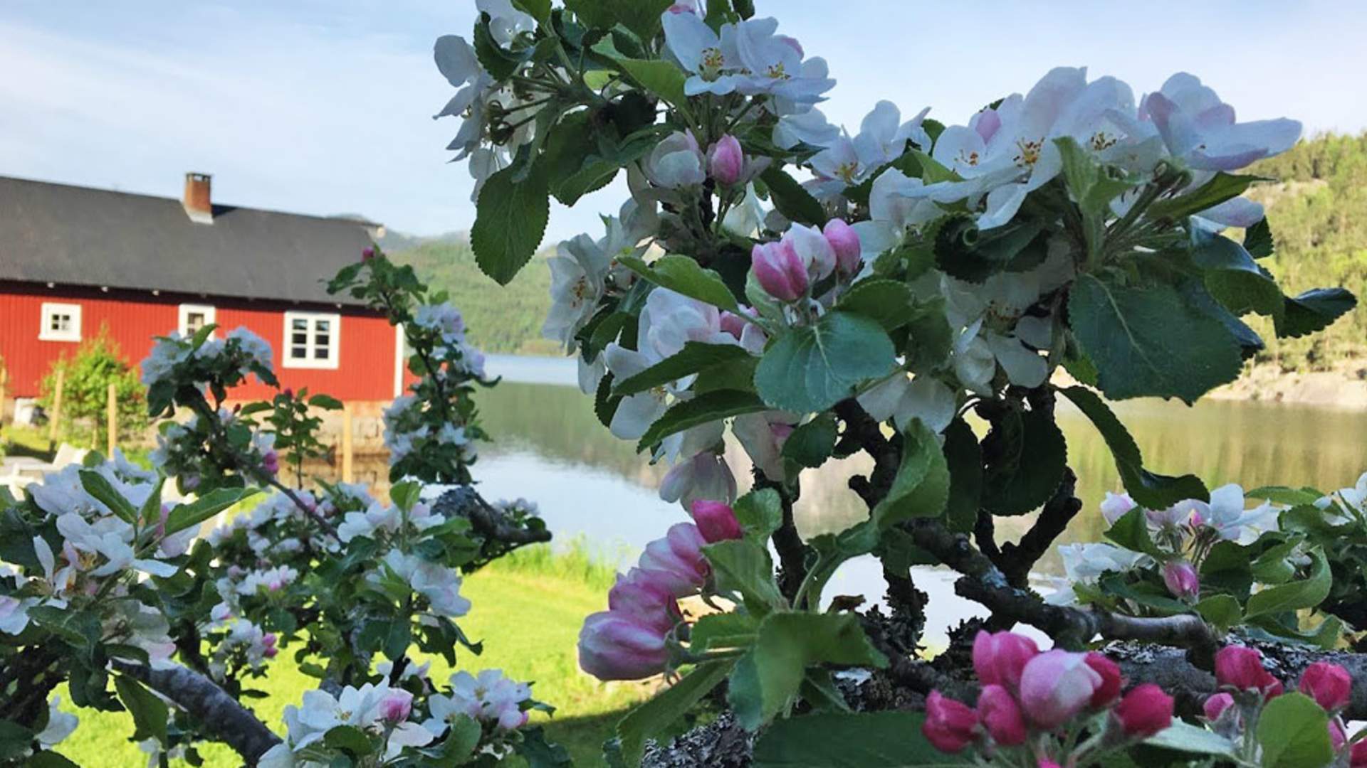 Fyresdal_sommer_epleblomster-på--Kilegrend_1000x750