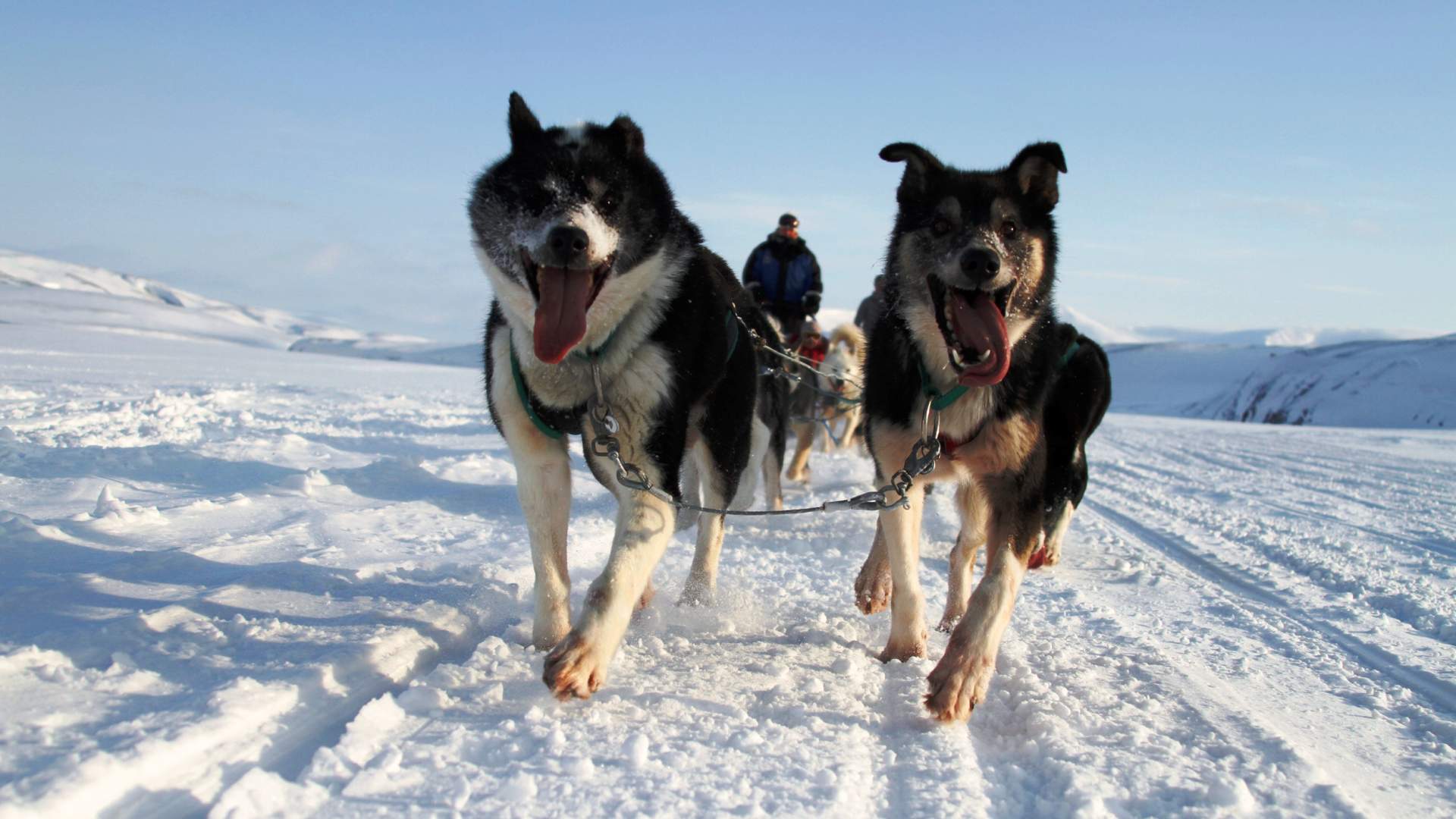 Green dog halvdagstur 4t