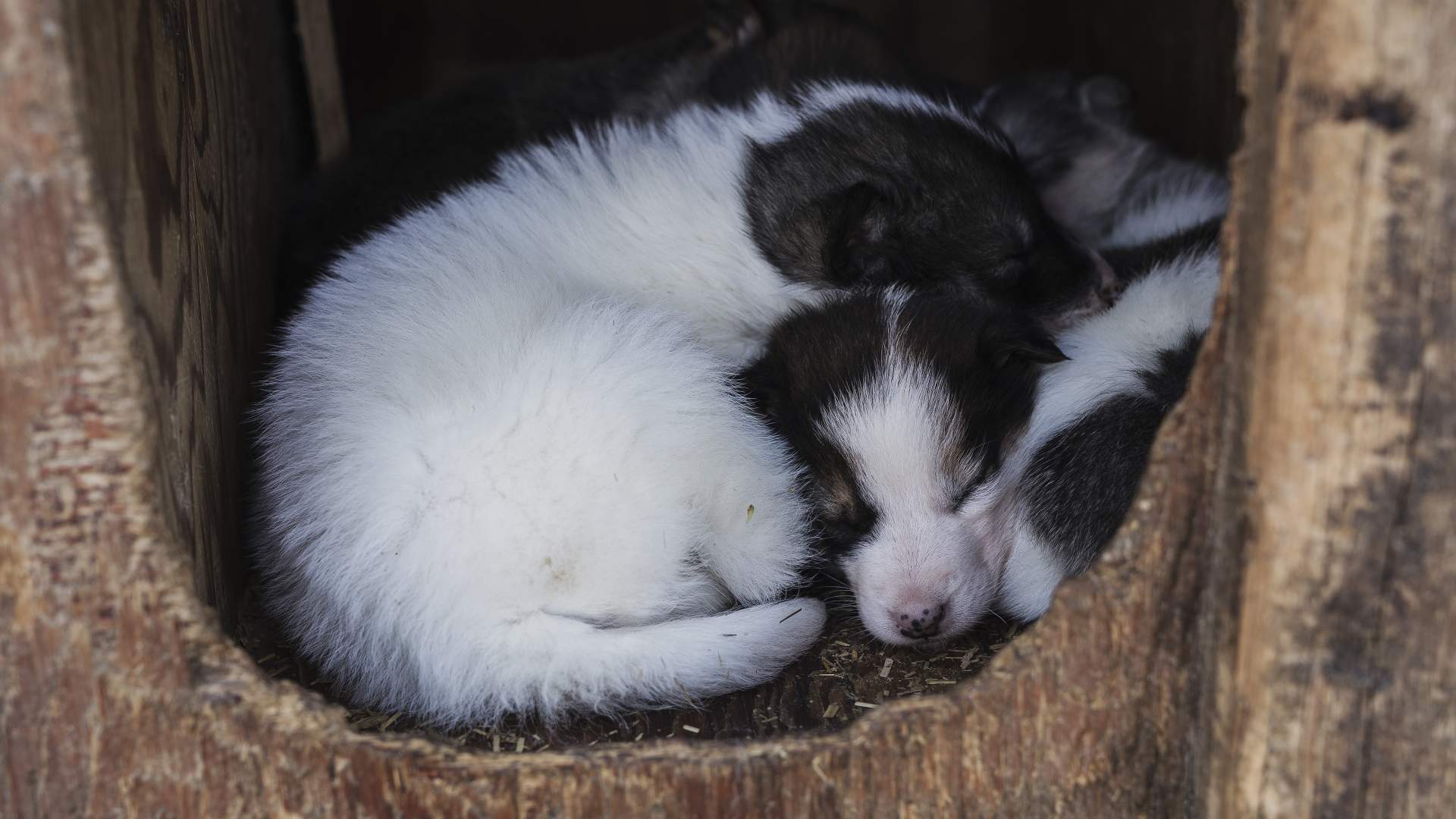 HUNDEKJØRING PÅ HJUL (1)