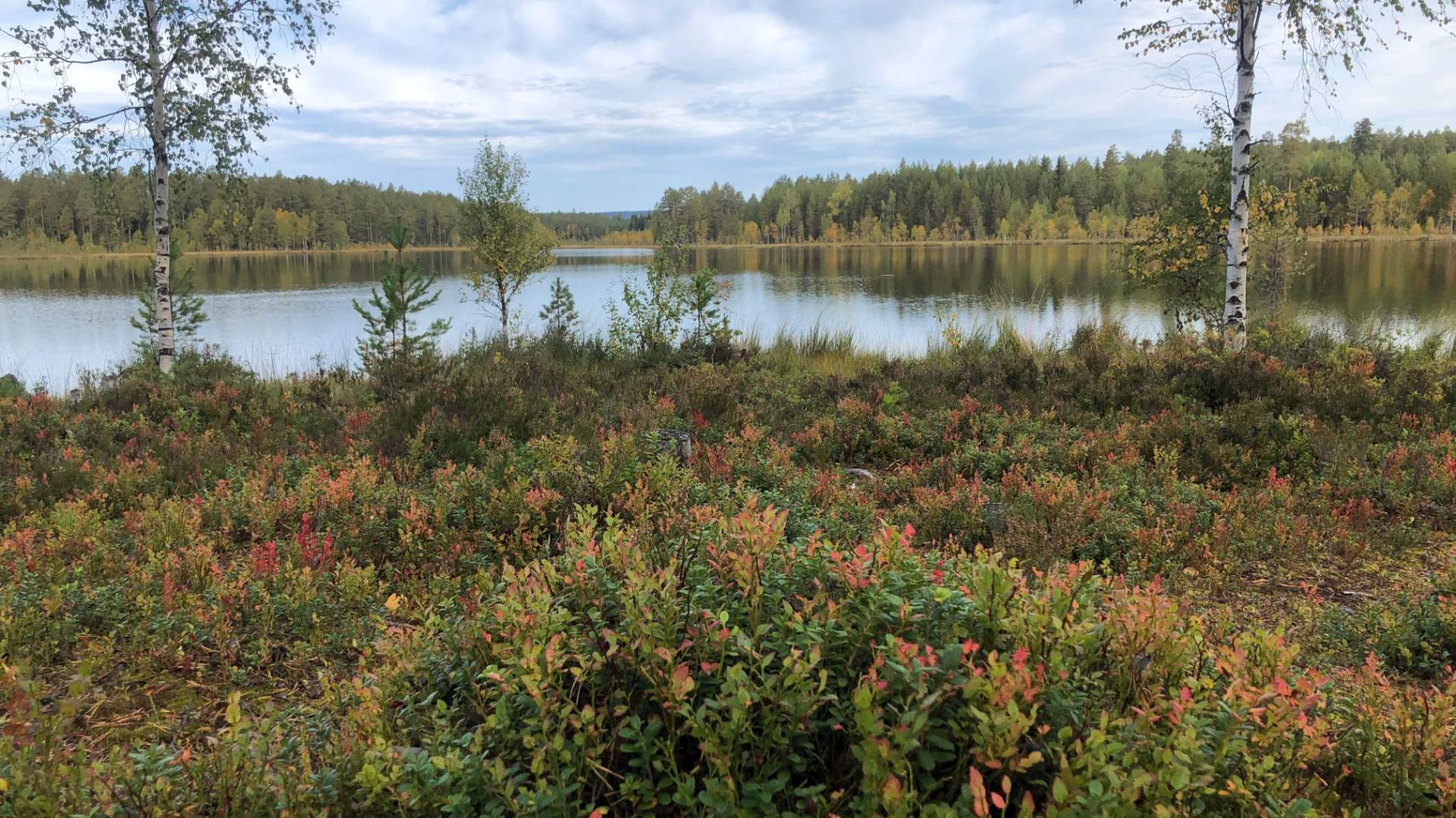 Høst Mosjømarka