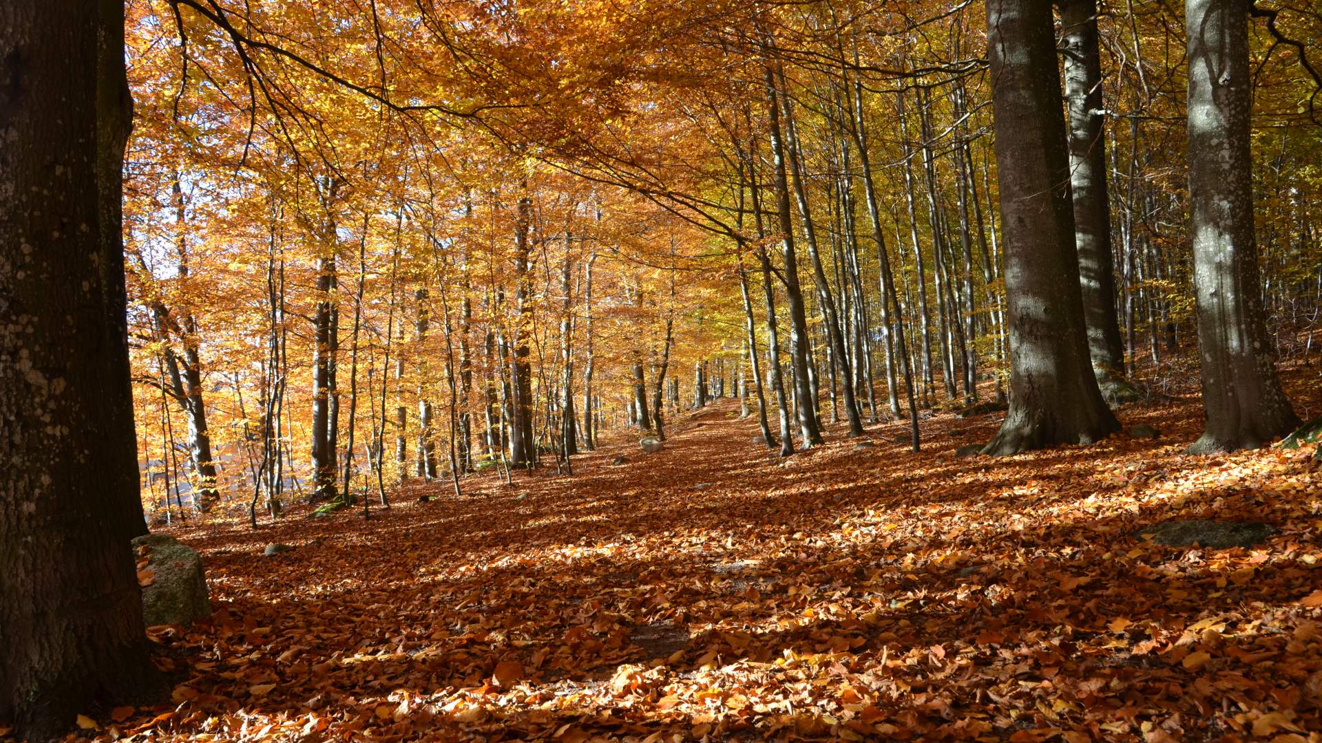 Høst i Bøkeskogen