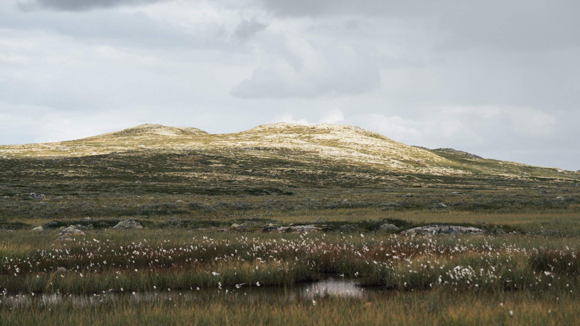 Hardangervidda x Yrjan Olsnes 2021-08315