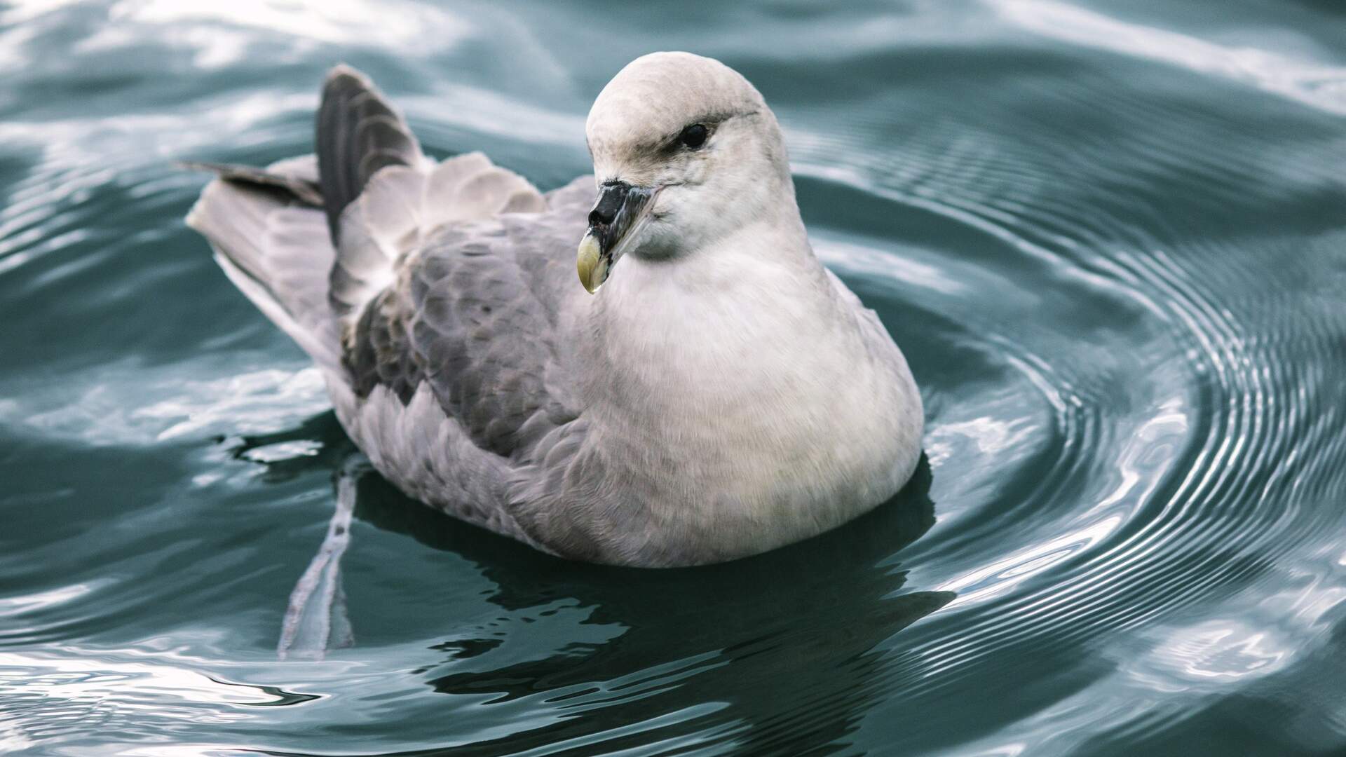 Hav-og-fugl-HGR-135308_1920- Foto_Jeppe_Kuld (1)