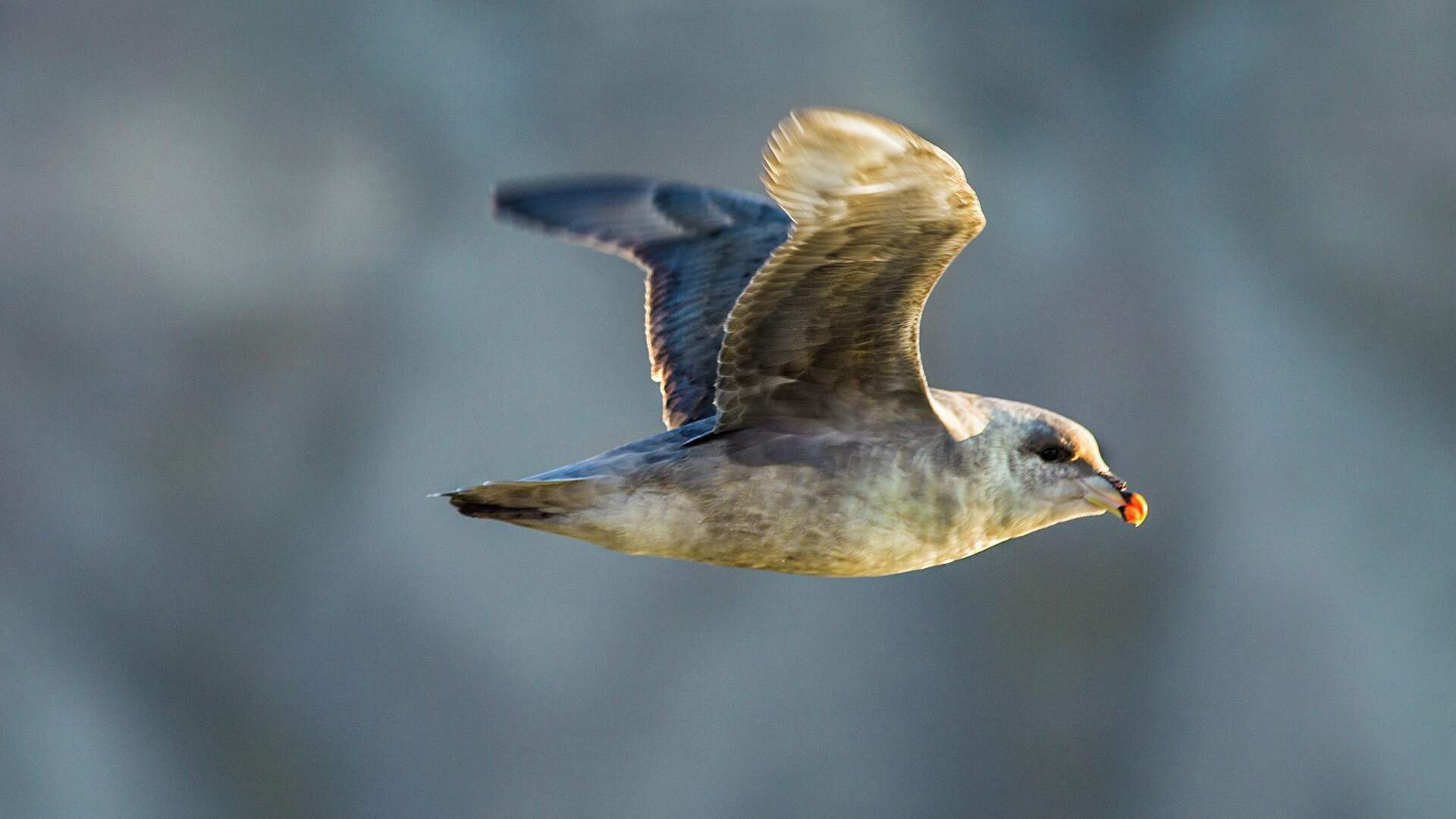 Havhest-HGR-120314_1920- Foto_Shutterbird_Production