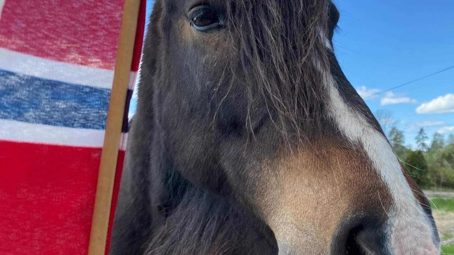 Hest og flagg_2026