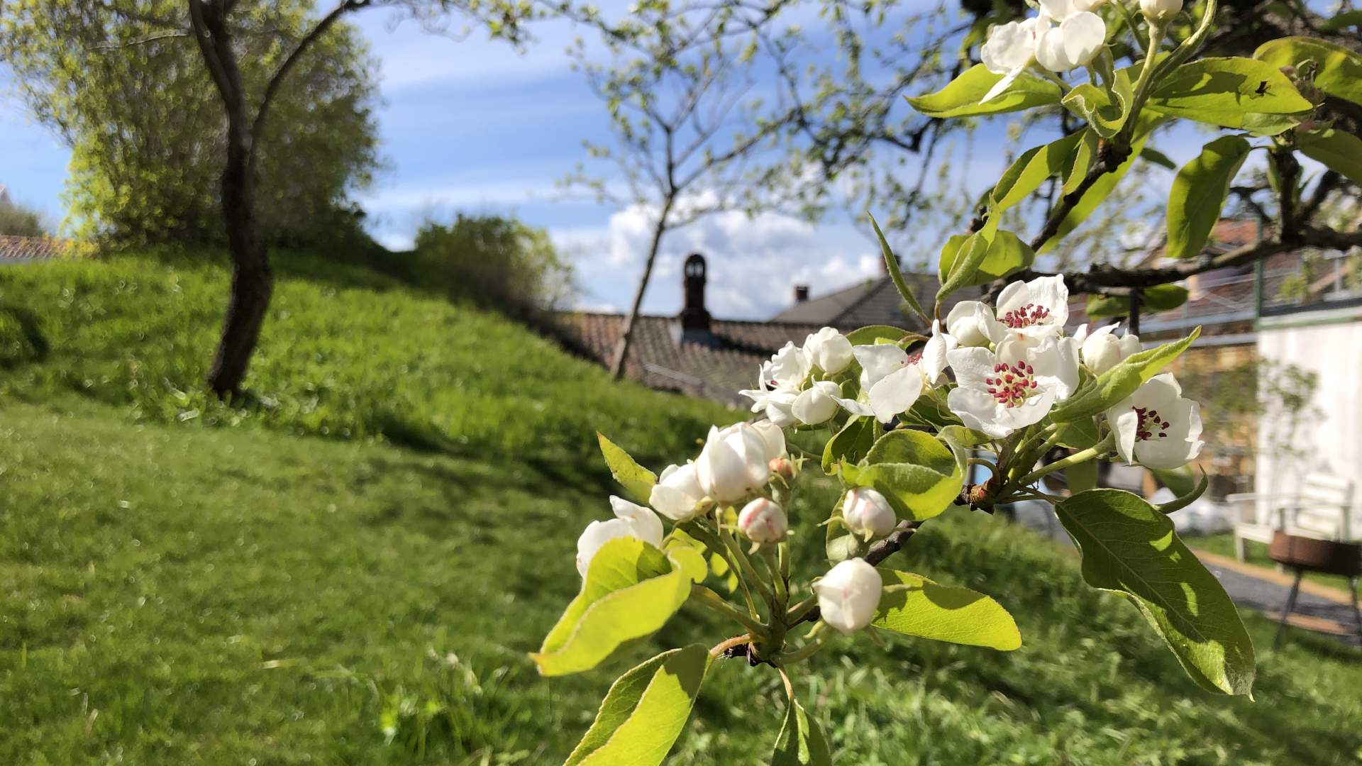 Hollenderhagen i Risør