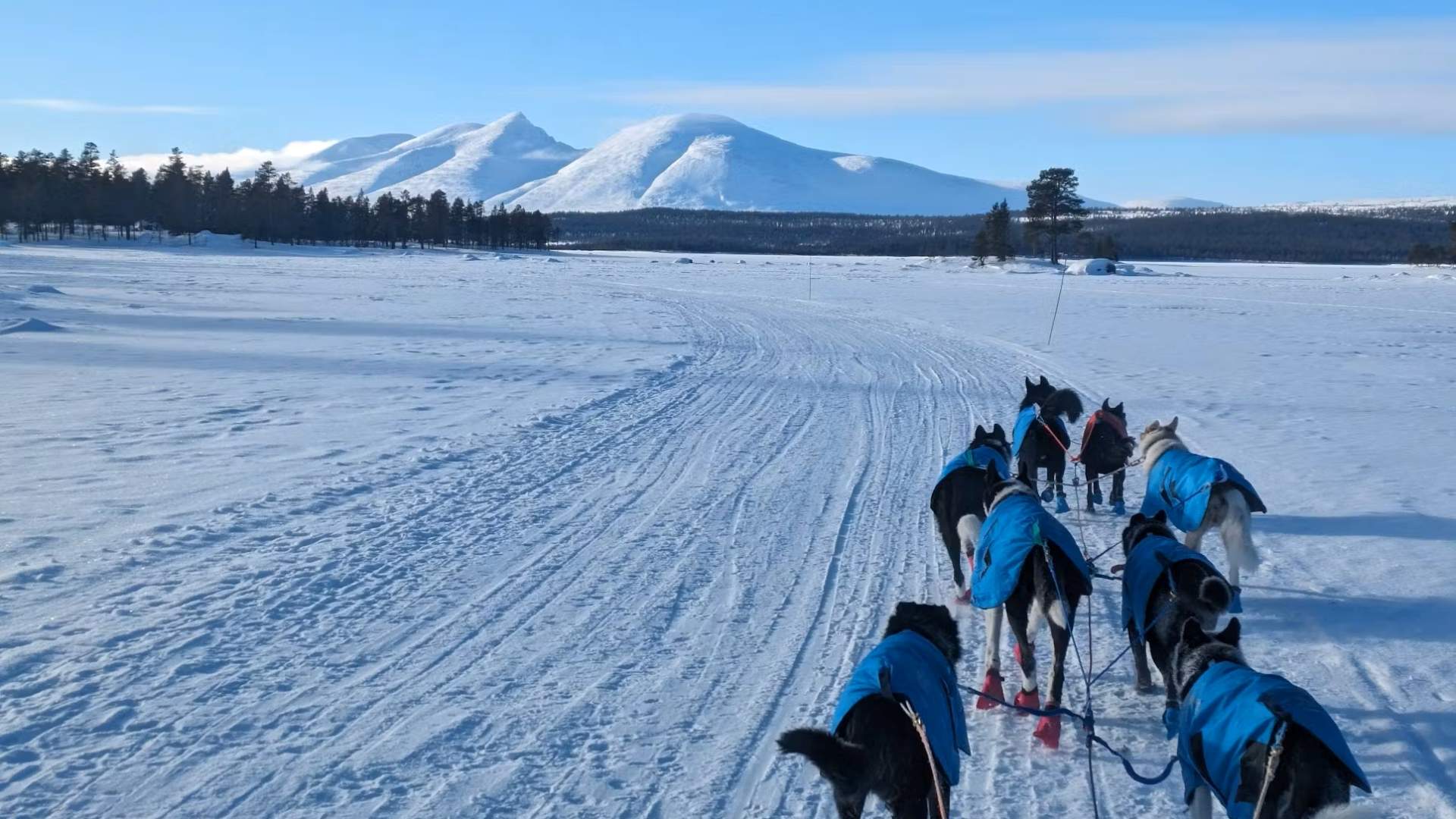 Hundekjøring på isen