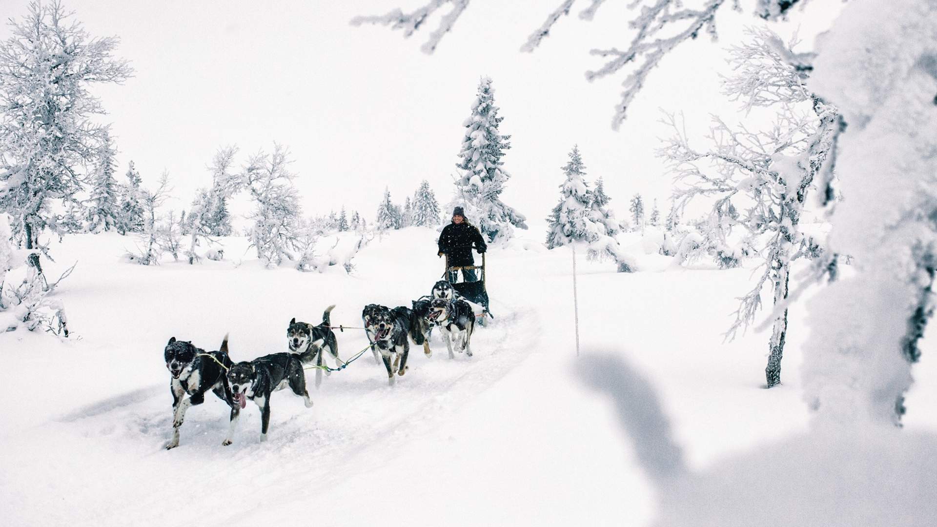 Hundeslede vinter Sjusjøen