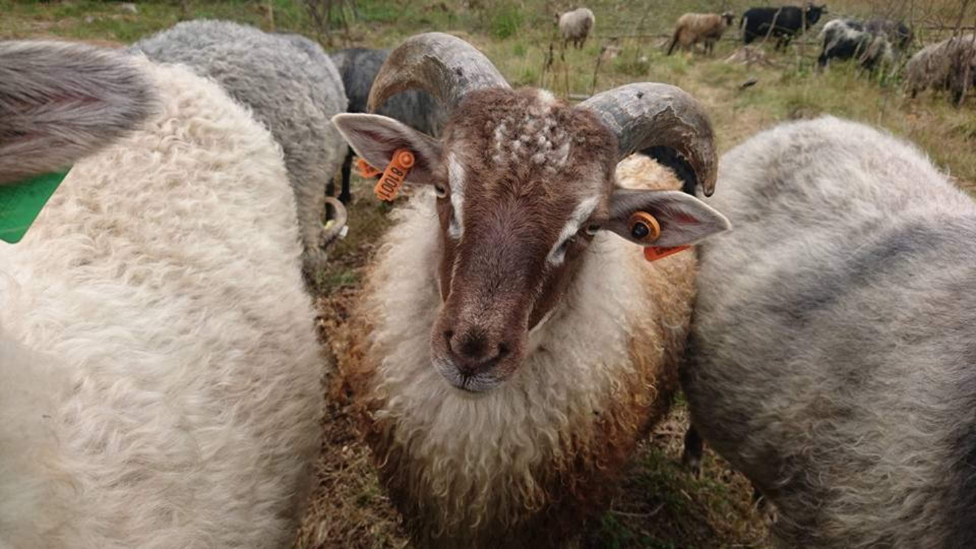Ramnes Søndre Gård