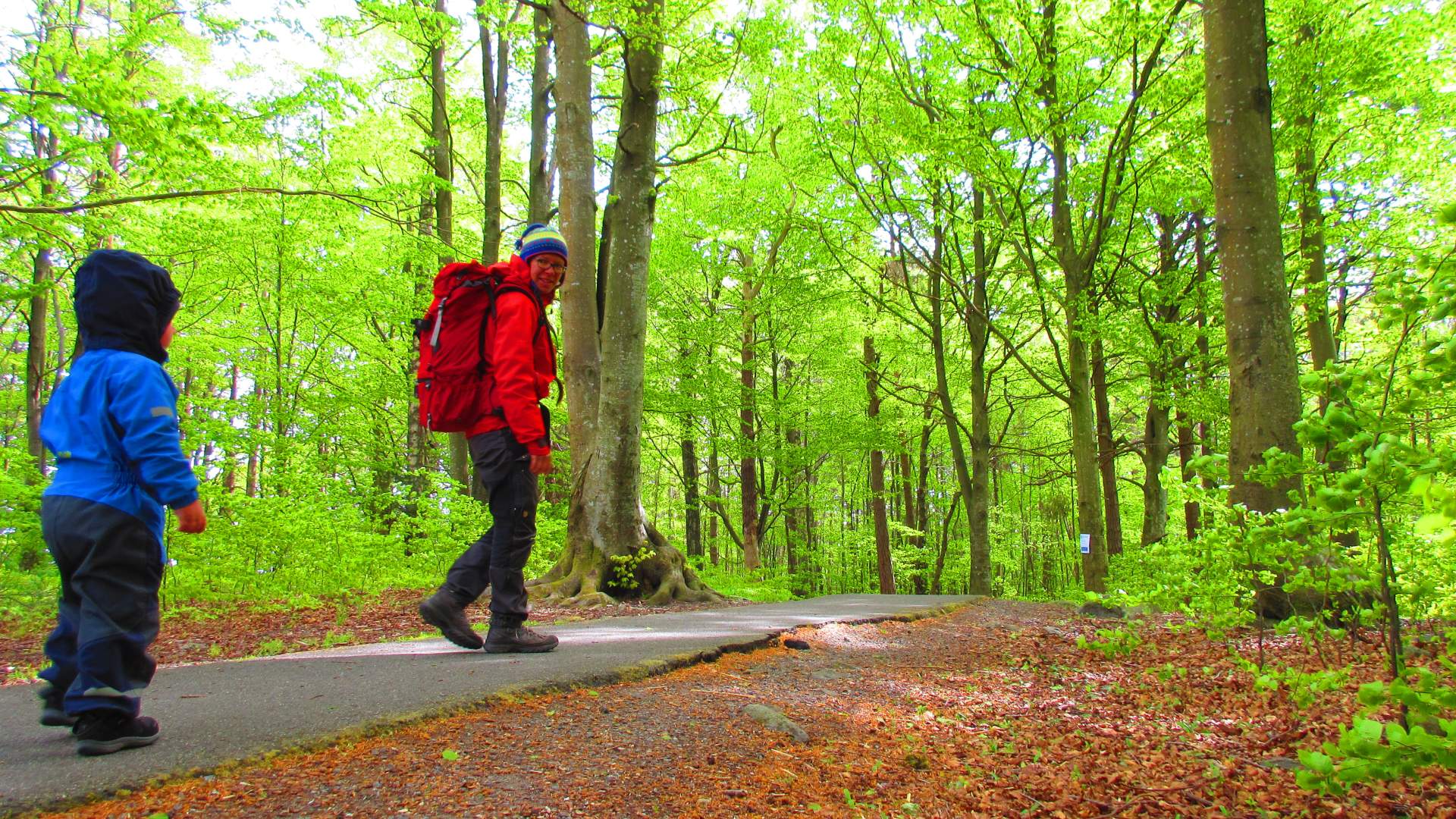 Bøkeskogen på Hasseltangen