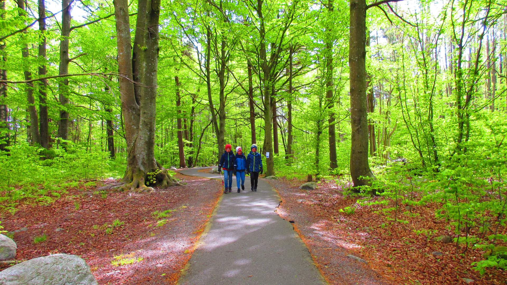 Bøkeskogen
