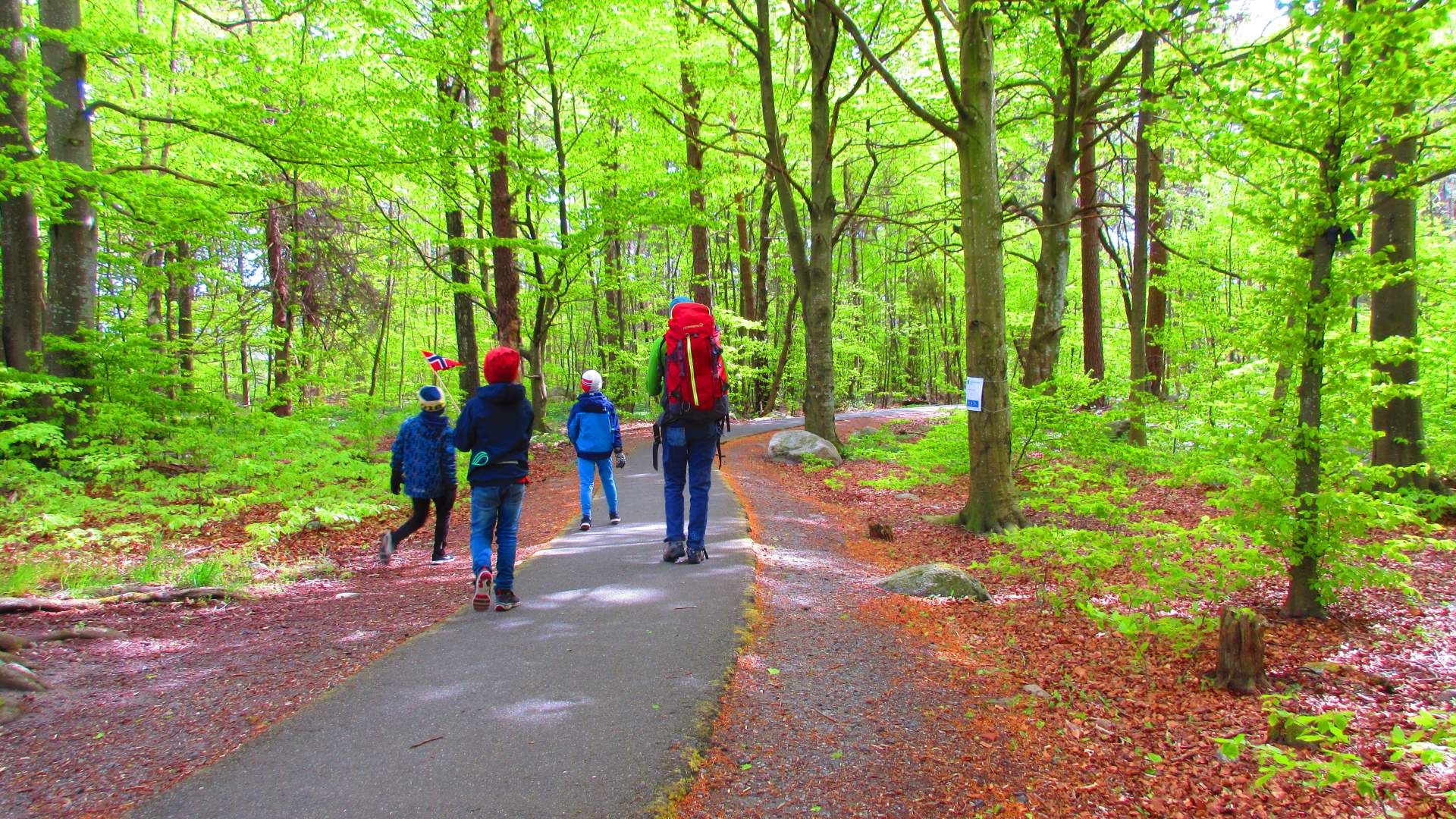 Bøkeskogen på Hasseltangen på våren