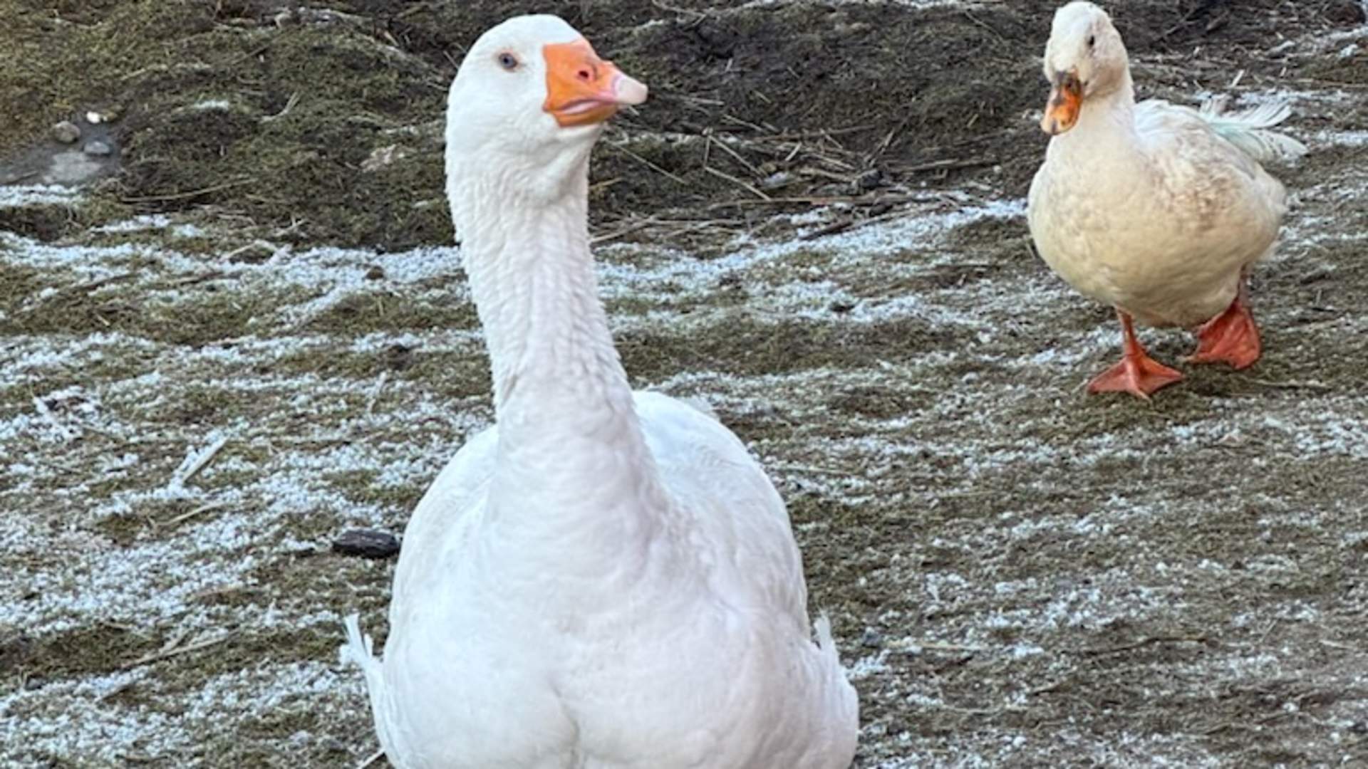 Vestre Knolden Gård