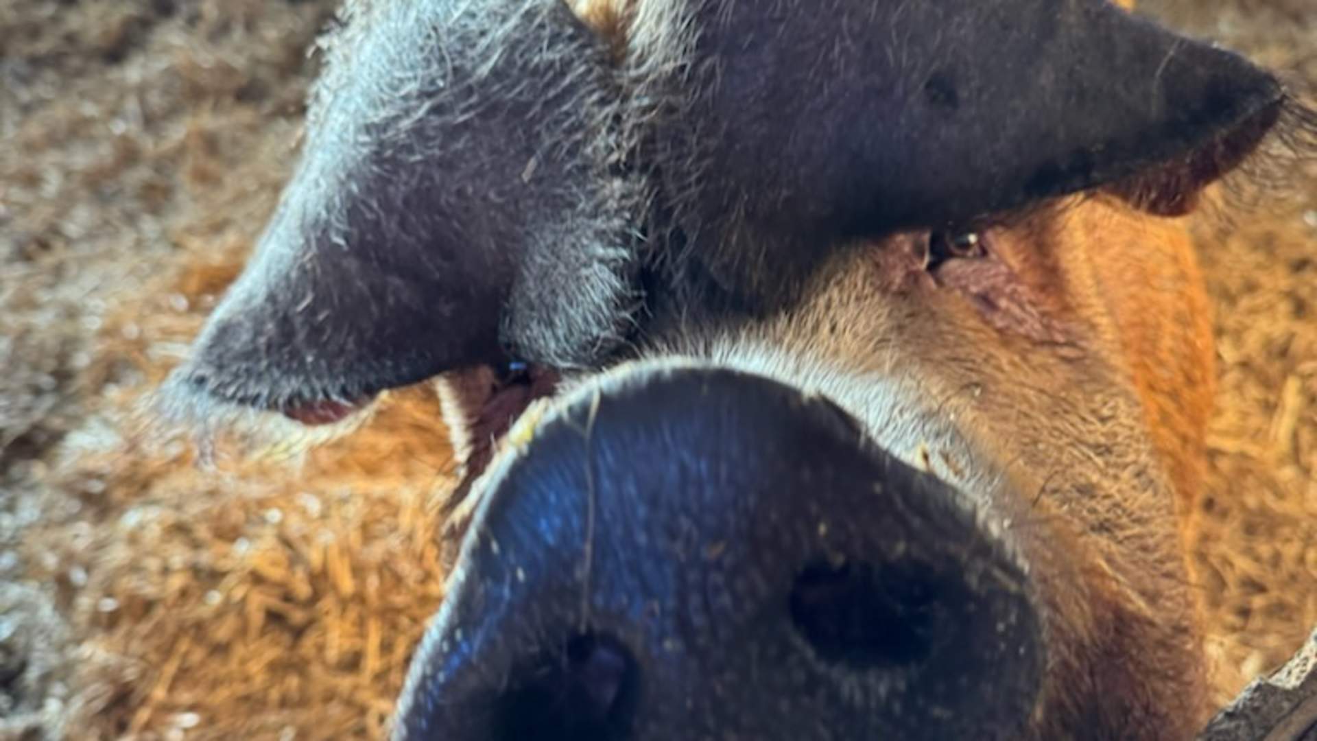 Vestre Knolden Gård