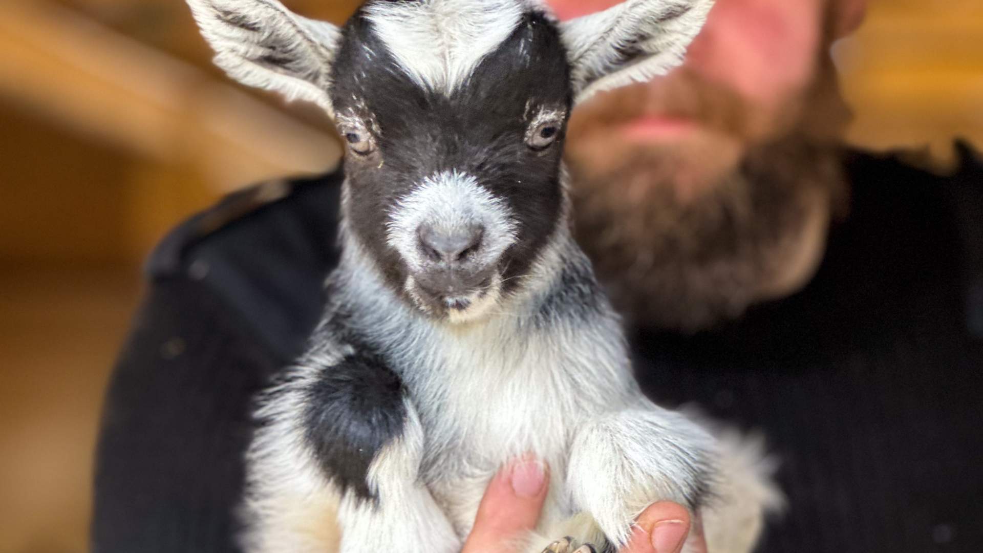 Vandring med mini hest og esel, Den Lille Store Gården