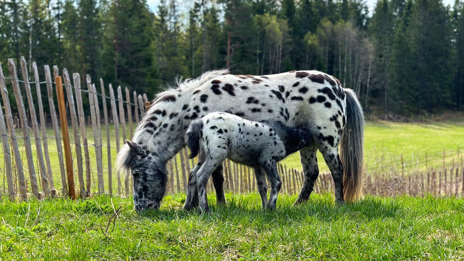Vandring med mini hest og esel, Den Lille Store Gården