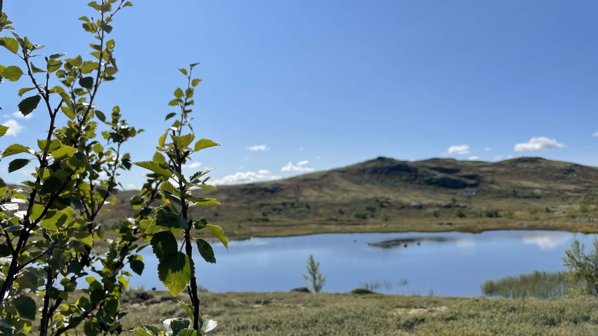 FENTEtrøket