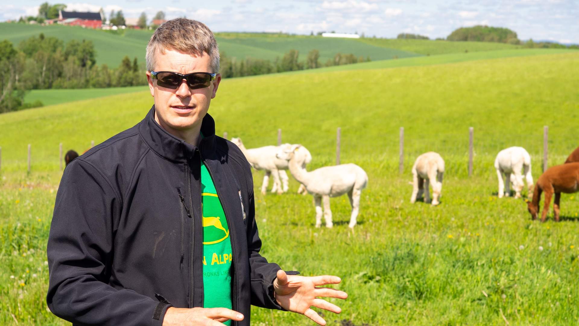 Alpakka på beite