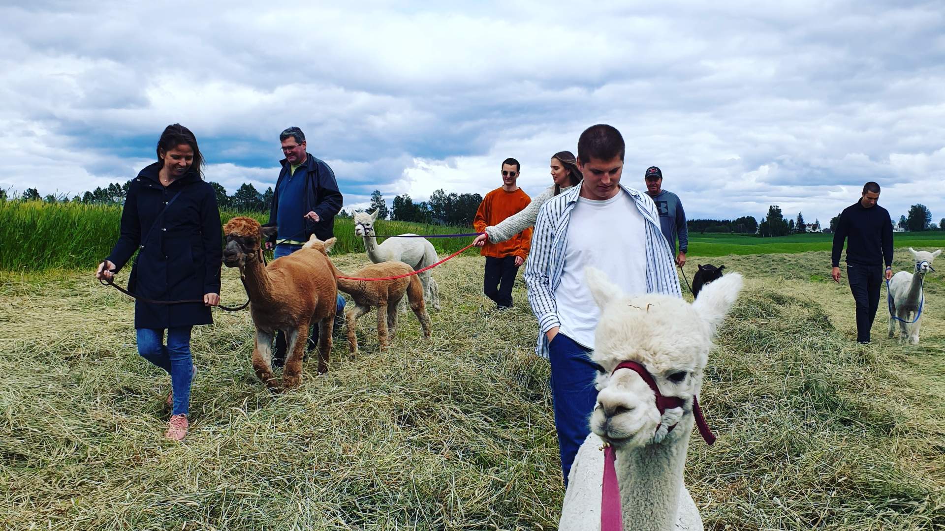 Alpakkavandring i Sørum