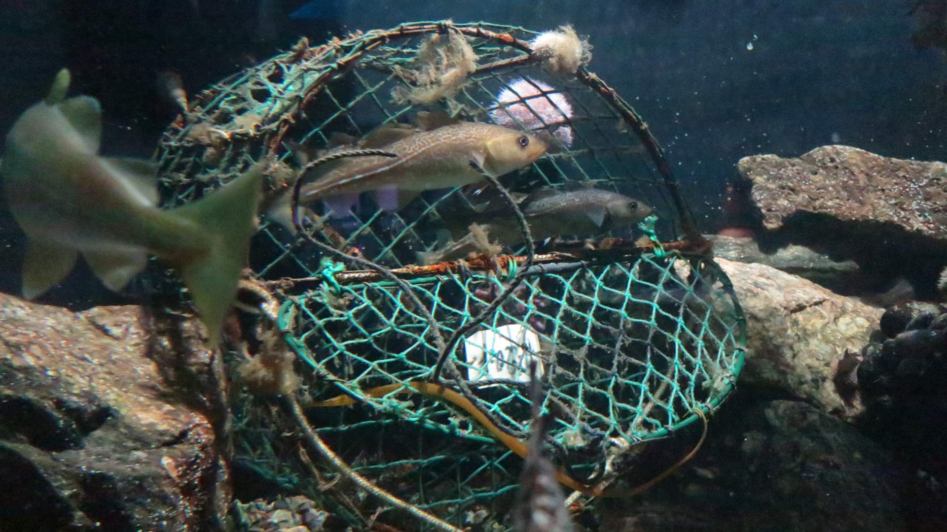 Drøbak Akvarium