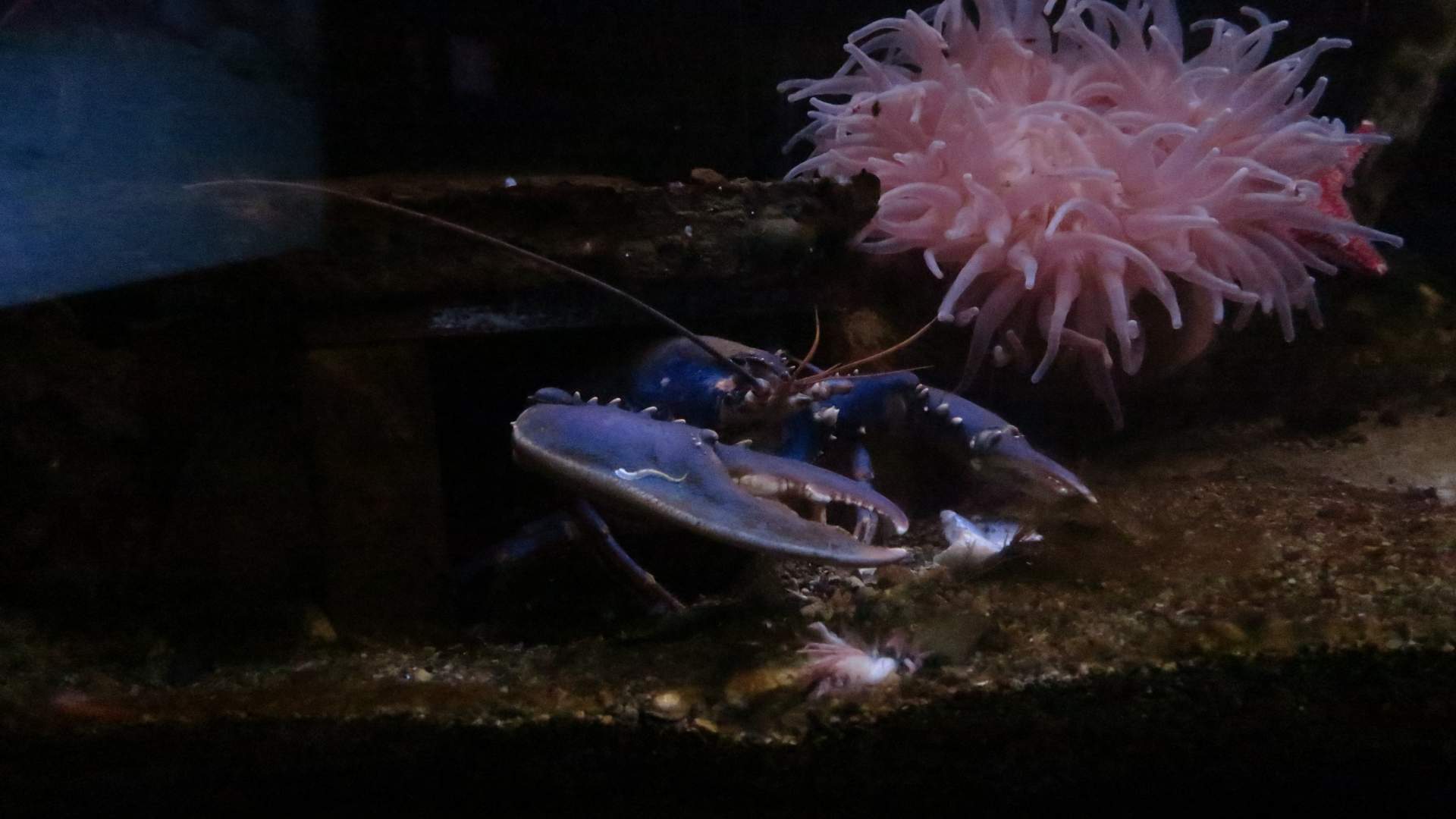 Drøbak Akvarium